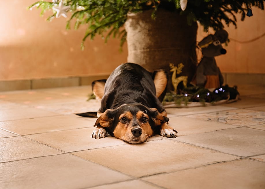 A dog lying under a decorated Christmas tree. — Hanna Taniukevich // Shutterstock