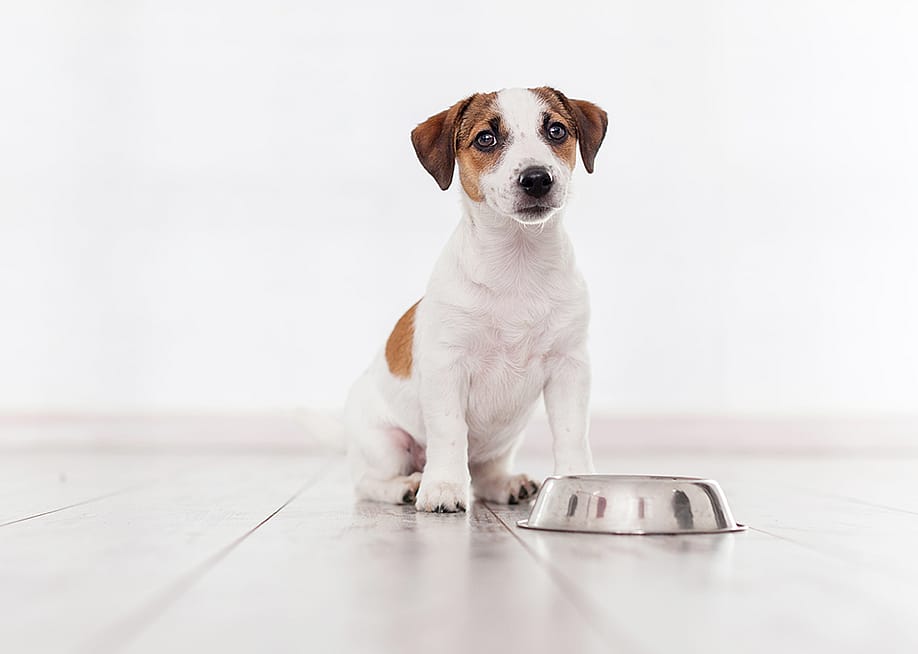 A puppy sitting with a feeding bowl. — Gladskikh Tatiana // Shutterstock