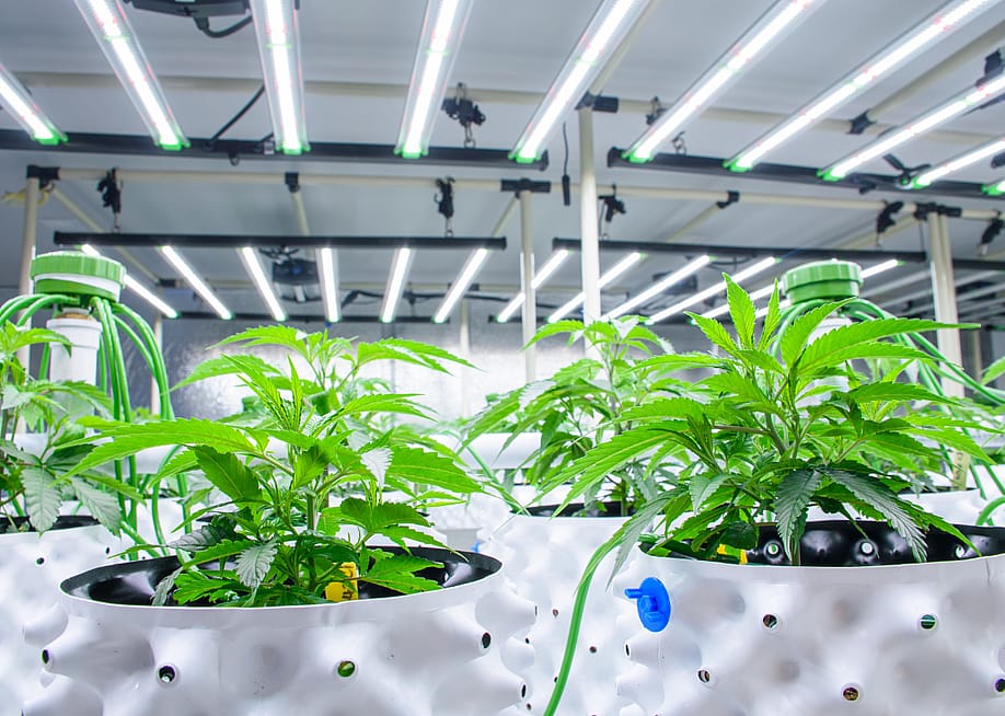 Close up of cannabis plants in white pots in a modern greenhouse with solar panels and automatic watering system. — Stock_Koom // Shutterstock