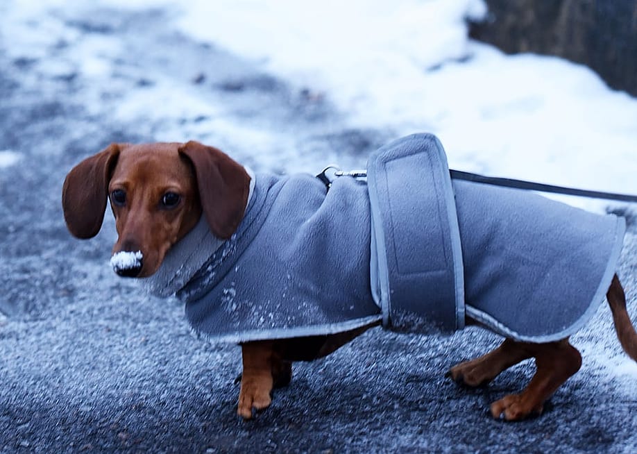 A dachshund wearing a winter coat with snowy outdoors. — Darla Khazei // Shutterstock