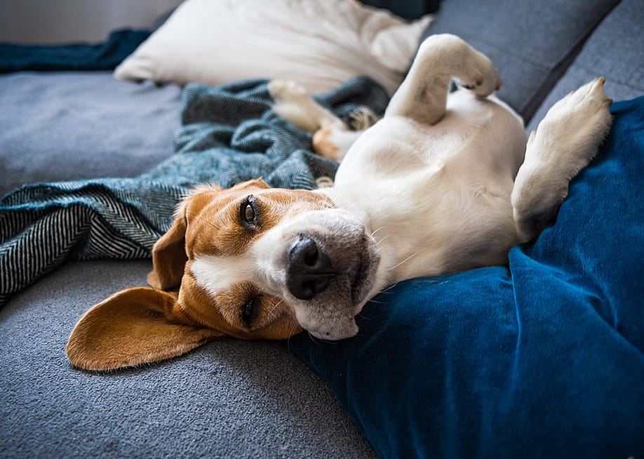 A beagle dog lying to sleep on a couch. — Przemek Iciak // Shutterstock