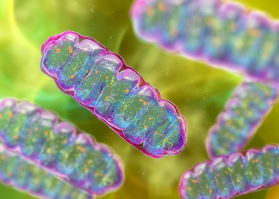 3D illustration of mitochondria. — Kateryna Kon // Shutterstock
