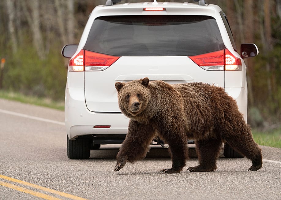 A Grizzly bear crossing a road behind a parked car. — Danita Delimont // Shutterstock