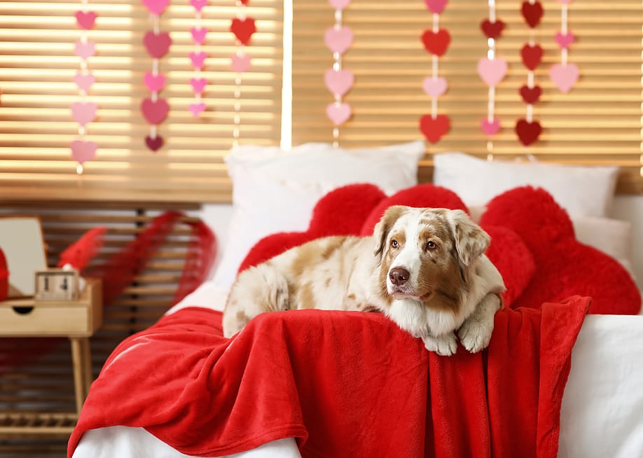 An Australian shepherd dog lying on bed in bedroom decorated for Valentine's Day. — Pixel-Shot // Shutterstock