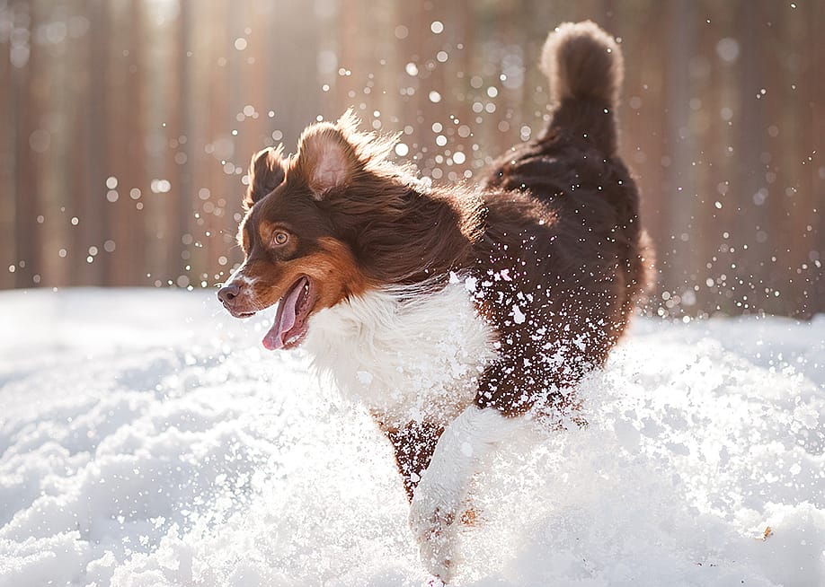A brown Australian Shepherd dog dashing through the snow. — Anna Averianova // Shutterstock