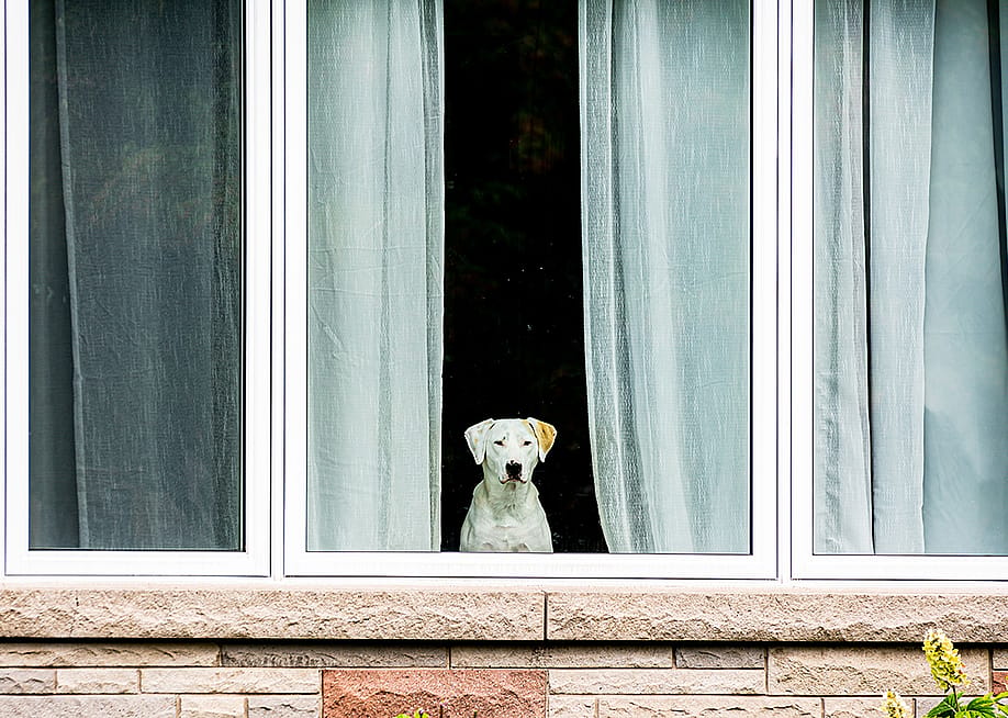 A white dog looking outside a glass window. — Wirestock Creators // Shutterstock