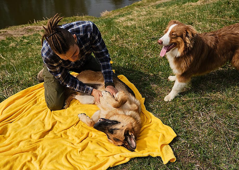 Young man resting and playing with his two dogs in the park. — lightman_pic // Shutterstock