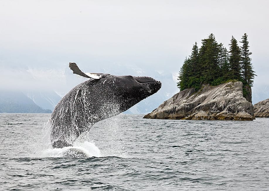 A humpback whale breaching water in Alaska. — Alexey Suloev // Shutterstock
