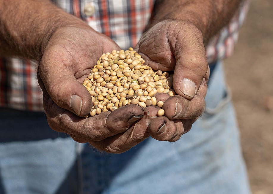Farmer holding freshly harvested handful of soybeans. — Jan Sonnenmair // Getty Images