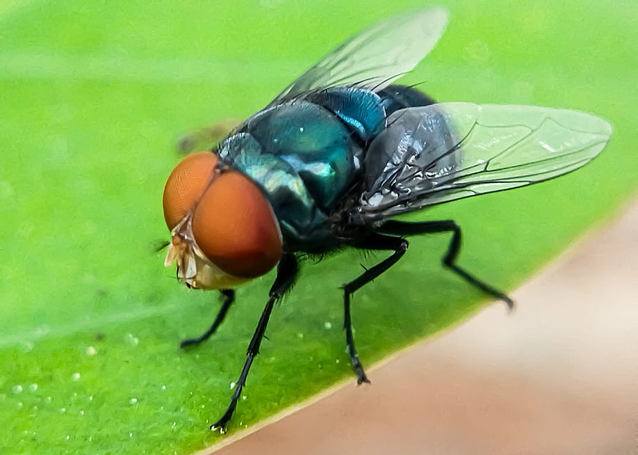 Cochliomyia hominivorax, also known as the New World screw-worm fly. — Lidya Elfa Sari // Shutterstock
