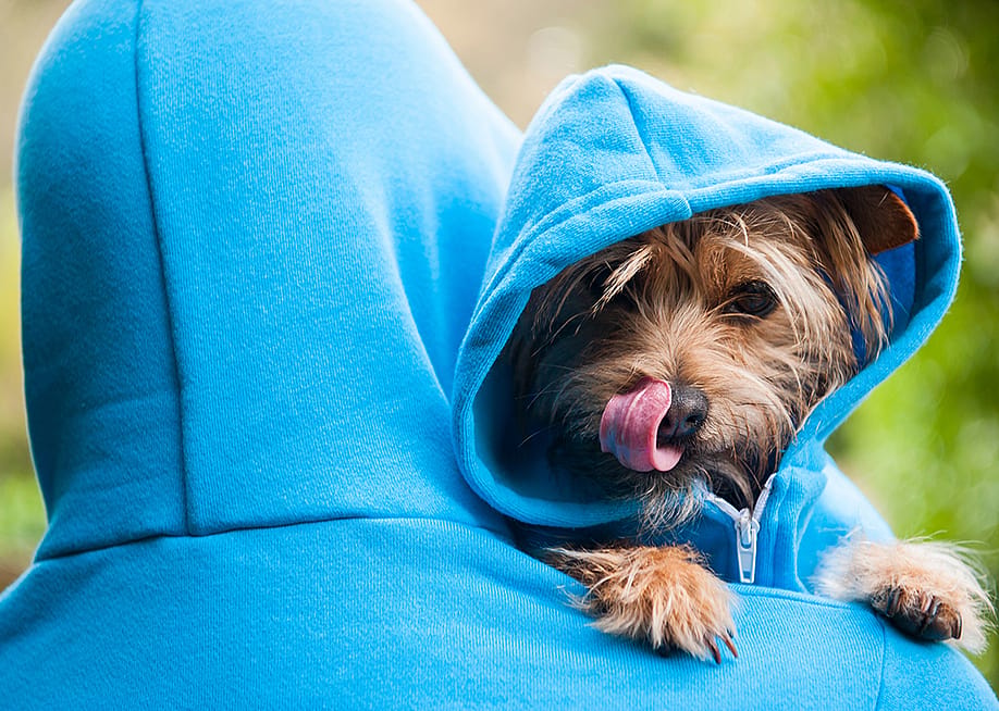 A small furry dog with matching blue hoodies with its owner. — PeskyMonkey // Shutterstock