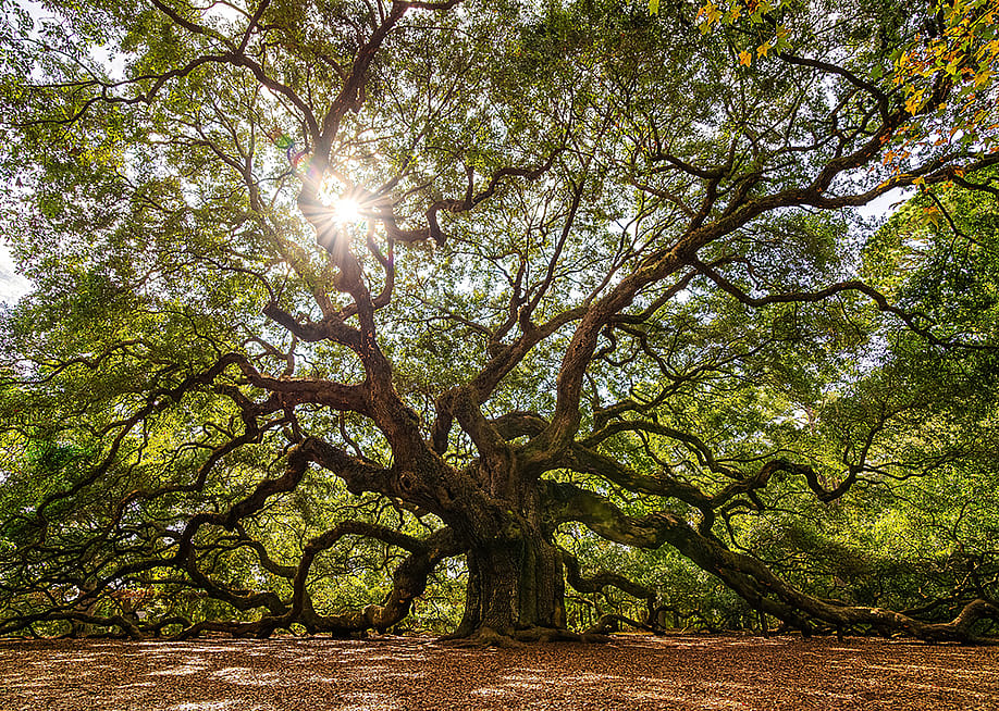 Sunlight seeping through a large majestic Angel Oak Tree near Charleston, South Carolina. — Serge Skiba // Shutterstock