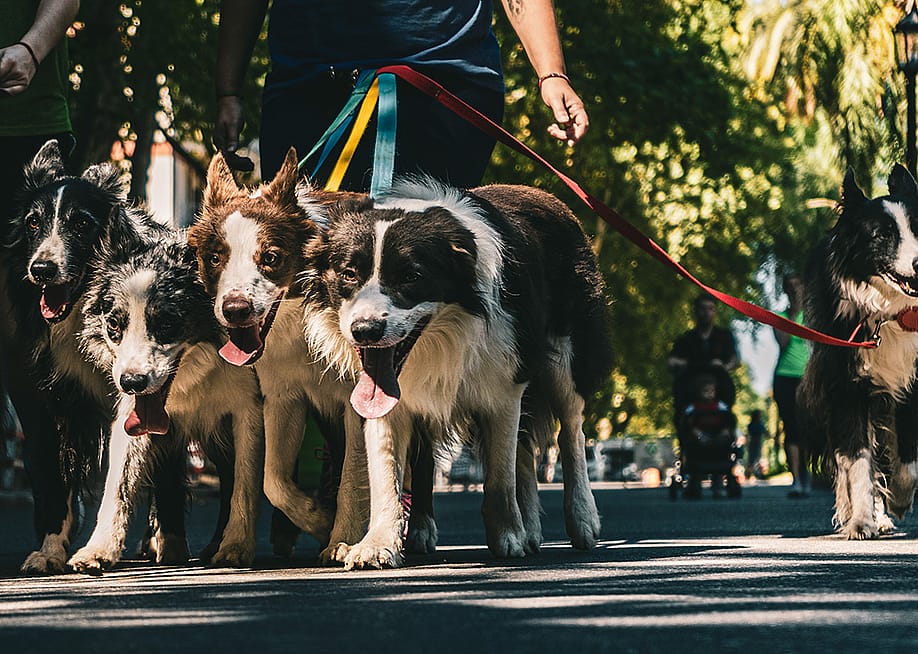 A pack of dogs with leash being walked in a park. — Wirestock Creators // Shutterstock