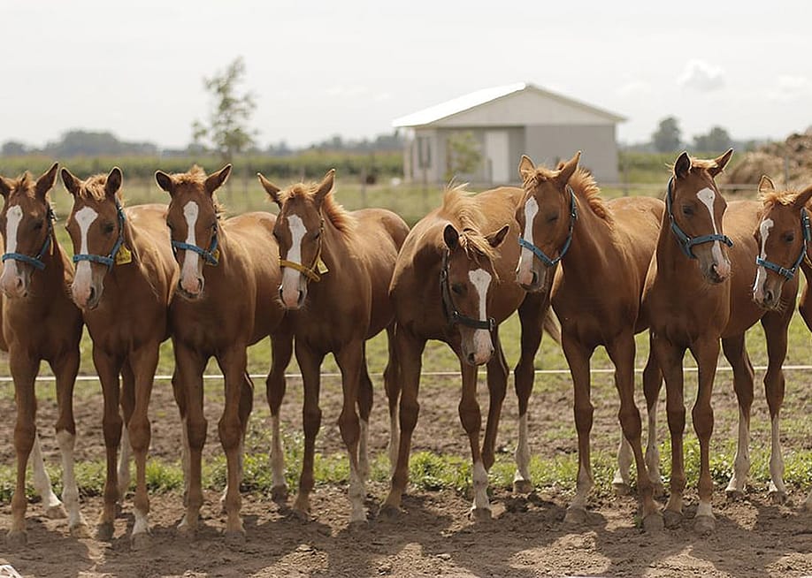 Eight clones of Virolita, one of the most valuable polo mares of her generation, produced by the Argentine laboratory Kheiron Biotech in 2016. This was one of the first successful cases of multiple cloning of a high-performance horse. — Kheiron Biotech