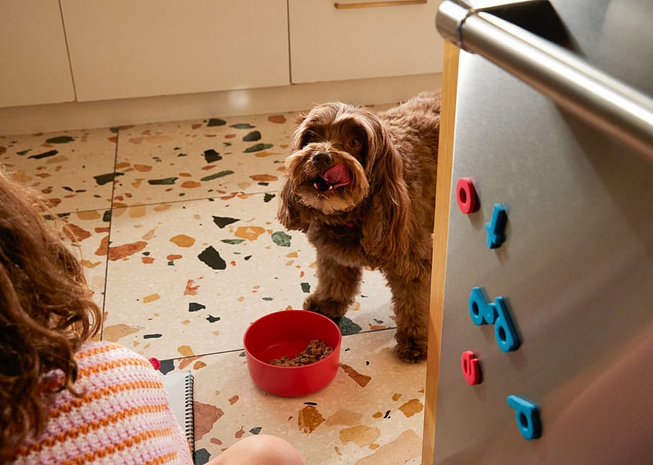 A dog at home eating from a bowl. — Ollie