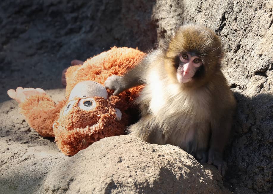 Punch, a male macaque monkey, spending time with a stuffed orangutan toy at Ichikawa City Zoo and Botanical Gardens in Chiba Prefecture, Japan. — JIJI PRESS // AFP via Getty Images
