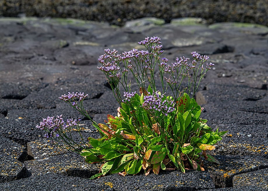 Common sea-lavender (scientific name: Limonium vulgare) in a dike along the North Sea coast in Zeeland, Netherlands. — Philippe Clement // Arterra / Universal Images Group via Getty Images