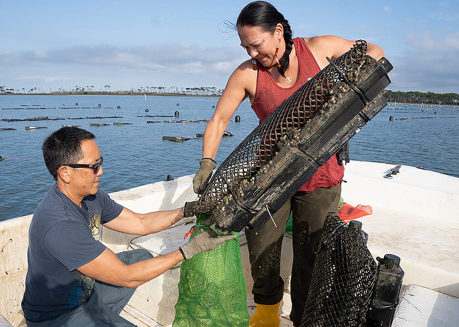 A couple harvesting oysters at a coastal farm. — Ben Seal