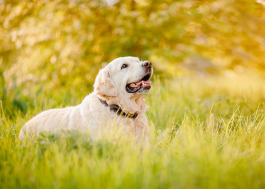 A Labrador Retriever dog resting in the grass on a summer day. — Parilov // Shutterstock