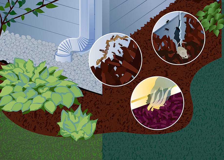 An illustration and focused shots of mulch and house pests. — Paul Dolan