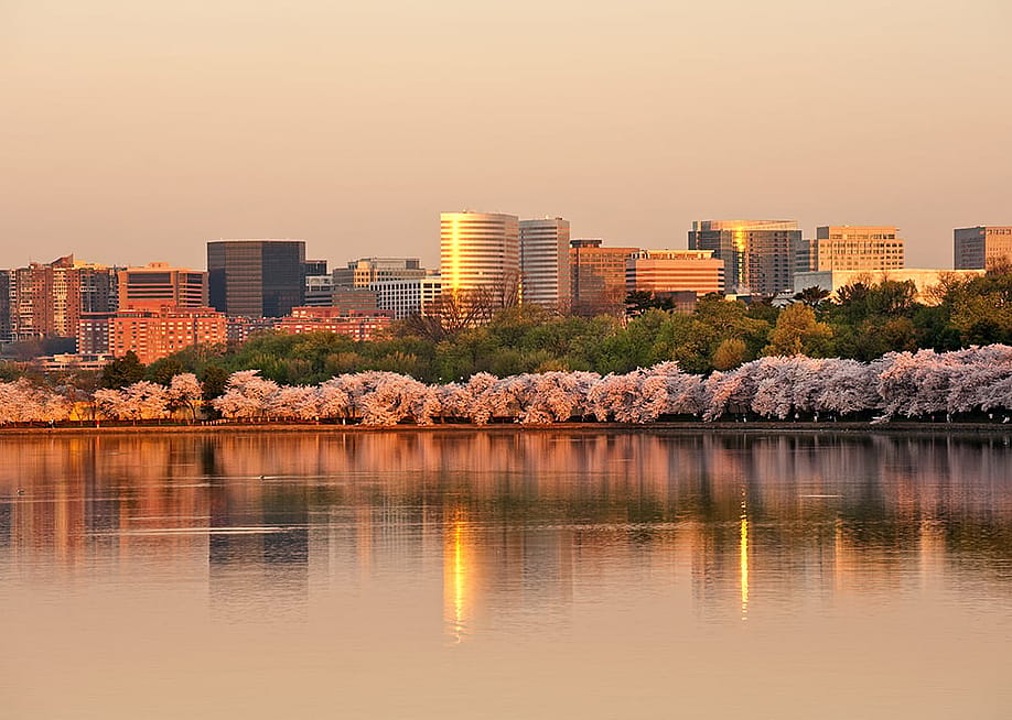 A sunrise view of a row of cherry blossom trees and the Rosslyn skyline reflected in the Tidal Basin in Virginia. — Natalia Bratslavsky // Shutterstock
