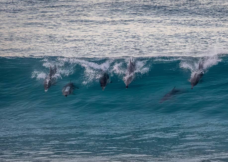 A group of common bottle-nosed dolphins (tursiops truncatus) seen surfing in waves near Esperance in Western Australia. — Leanne Irwin // Shutterstock