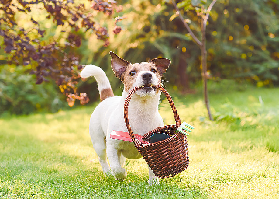 A small dog carrying a basket in the yard full of garden tools. — alexei_tm // Shutterstock