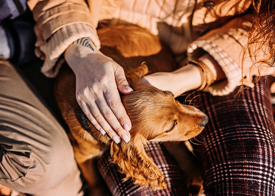 A dog rests on its owner's lap as they pet its head. — Iryna Imago // Shutterstock