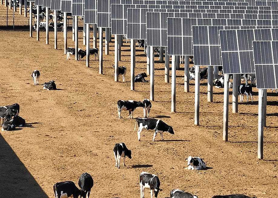 Cows seen grazing near solar panels at Ningxia Saishang Muyuan Animal Husbandry Ecological Breeding Enterprise in China. — Photo by CN-STR // AFP via Getty Images
