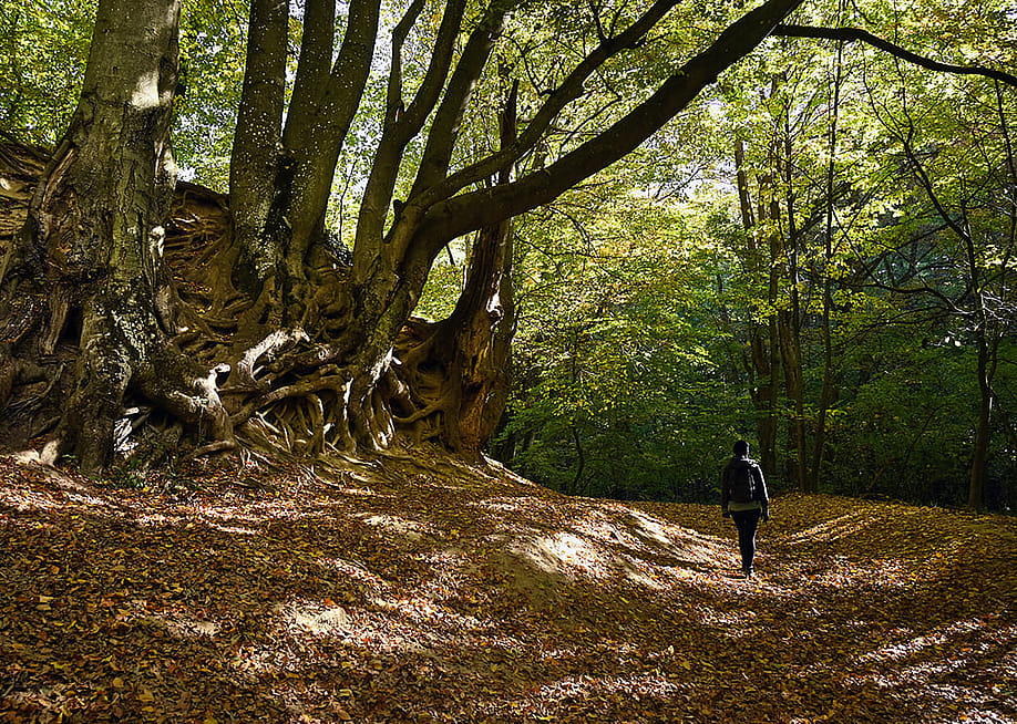 A solo hiker along the 'Roman Bath' trail in Bakonynána, Hungary. — Raphael Ruz // Shutterstock