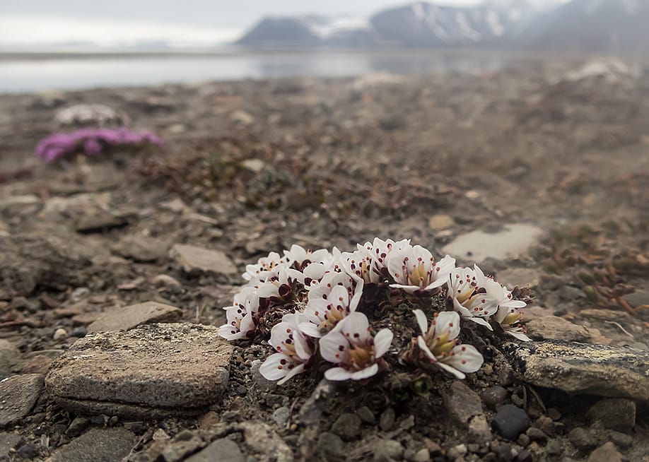 White and pink flowers on a barren rocky shore in Longyearbyen, Svalbard, Norway. — Jani Katajisto // Shutterstock