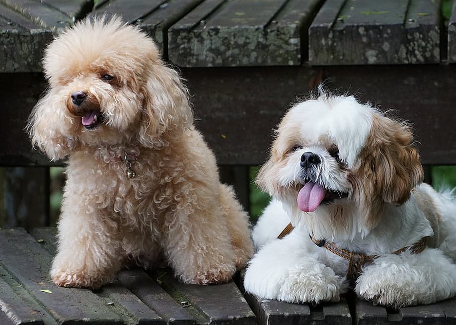 A toy poodle and shih tzu dog. — stepmorem // Shutterstock