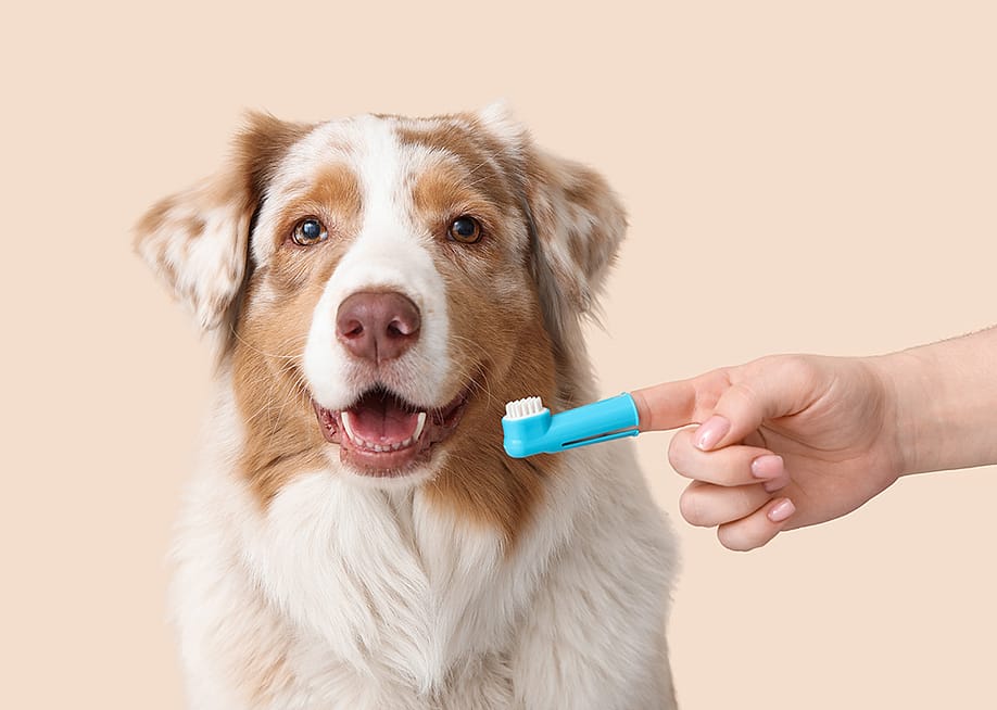 An Australian Shepherd dog and a silicone pet finger toothbrush on its owners' hand. — Pixel-Shot // Shutterstock