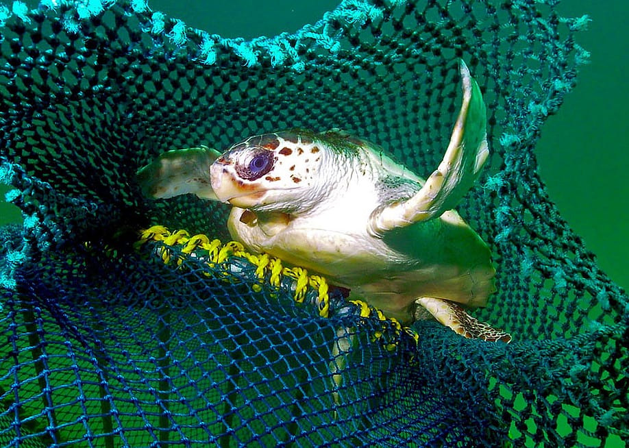 A turtle escapes from a net via a turtle excluder device. The contraptions direct the creatures to an opening without letting shrimp — the target catch — get away. — NOAA Fisheries // Dan Foster