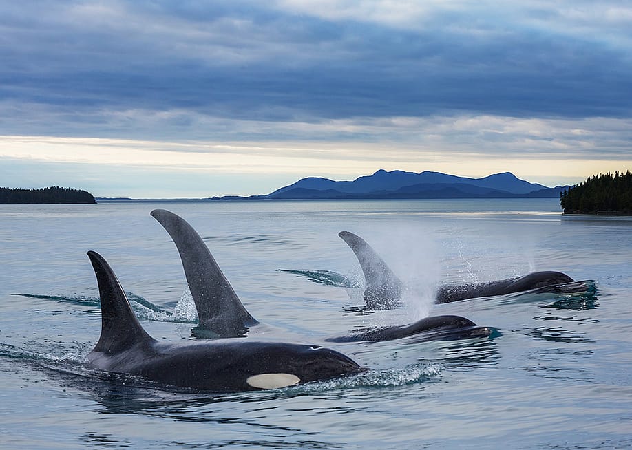 A group of orcas in Alaska. — Galyna Andrushko // Shutterstock