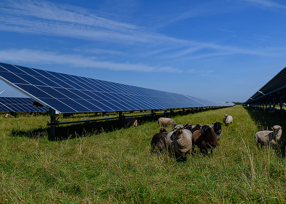 Sheeps standing next to a field of solar panels an windmill in the distance depicting the agrivoltaics concept that involves the shared use of land for solar parks and sheep grazing. — Snapshot freddy // Shutterstock