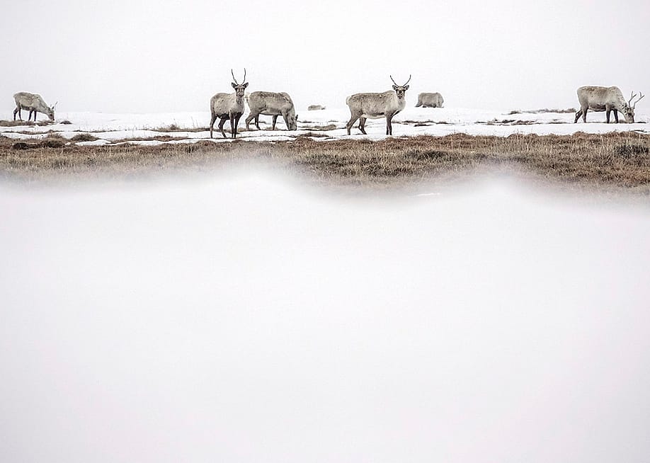 A caribou seen at Teshekpuk Lake in North Slope Borough, Alaska, USA. — Bonnie Jo Mount // The Washington Post via Getty Images