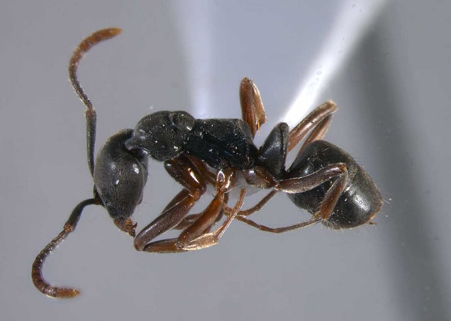 Close up view of an Asian Needle Ant worker on a gray background. — Emilee Poole // USDA Forest Service