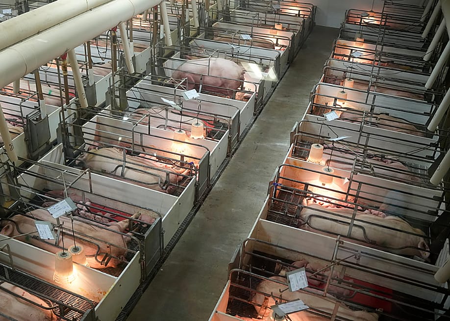 An indoor pig farm with farrowing crates holding sows or mother pigs after giving birth. — Crystal Heath // Our Honor / We Animals