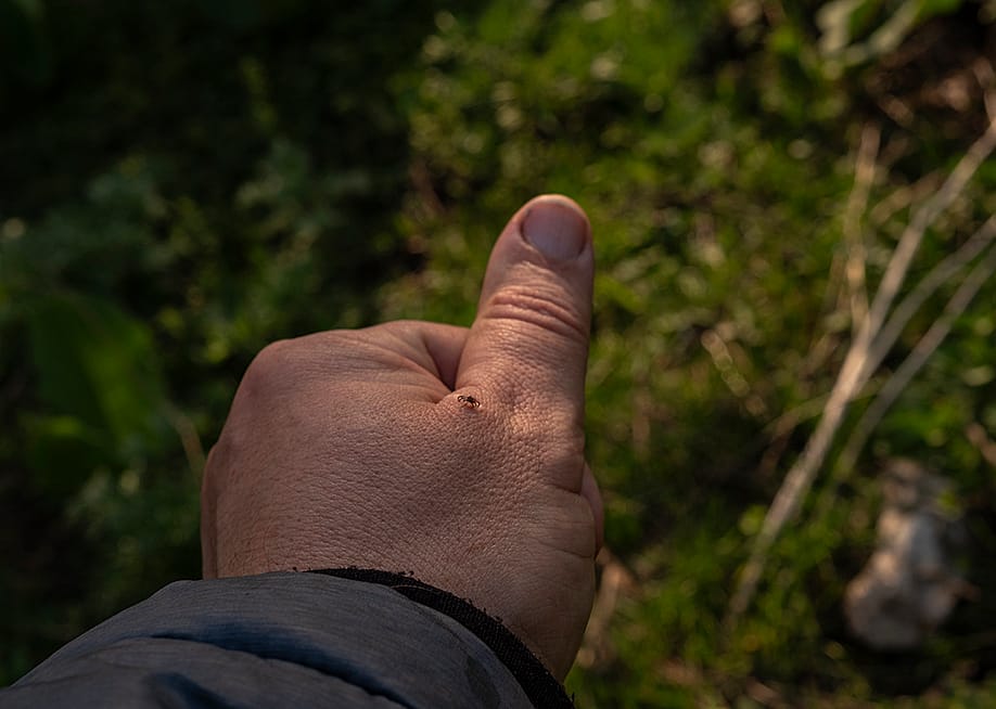 A detailed macro photograph of a dangerous tick (Ixodes) crawling on human skin, specifically on a hand. — Sergey Dudikov // Shutterstock