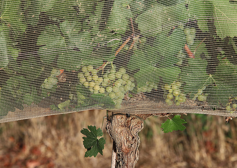 Chardonnay grape vines are covered with netting to reduce amount of sunlight on the fruit. — David Silverman // Getty Images