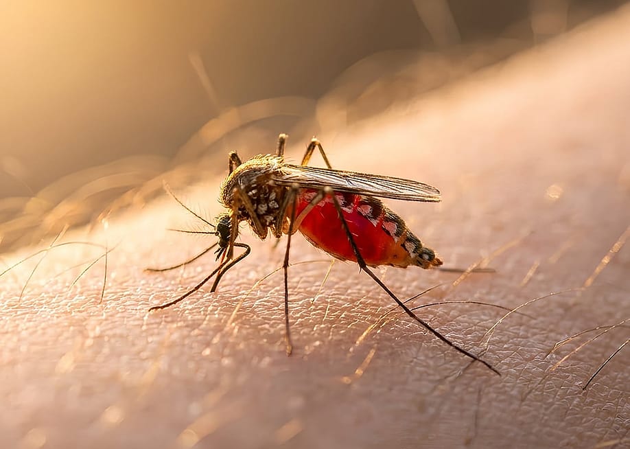 A close up photograph of a mosquito sucking blood from a human. — Brmstaa // Shutterstock