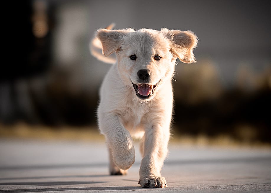 A golden retriever puppy running with its mouth open. — Wirestock Creators // Shutterstock
