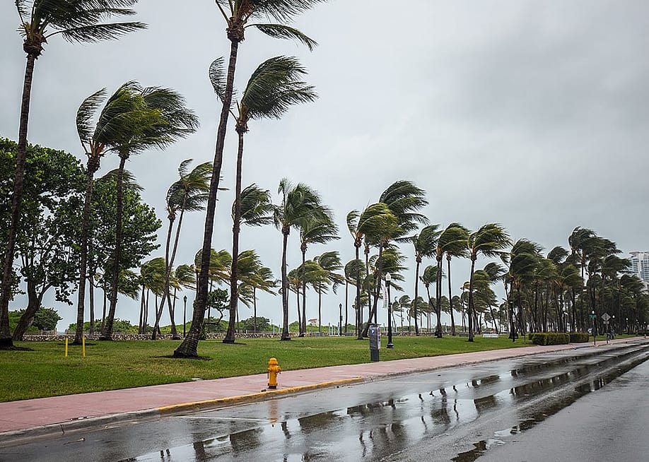 Trees withstand strong winds brought by Hurricane Irma at the Miami Beach in Florida. — Mia2you // Shutterstock