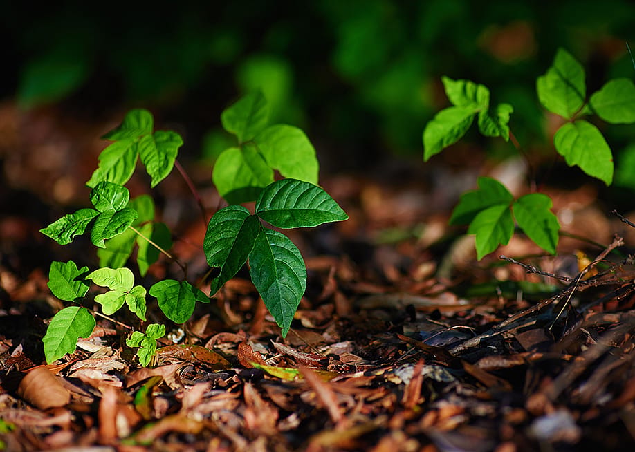 Stalks of a poison ivy plant growing in a garden. — Olesia Bilkei // Shutterstock