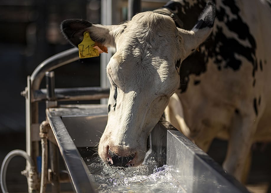 A dairy cow drinking fresh water from a metal trough in a farm. — Lorena Sopena Lopez // Anadolu via Getty Images