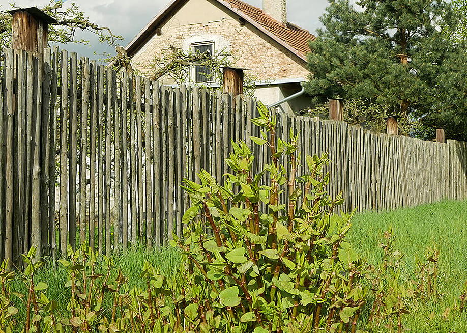 Invasive knotweed inside a home's yard. — Tomas Vynikal // Shutterstock
