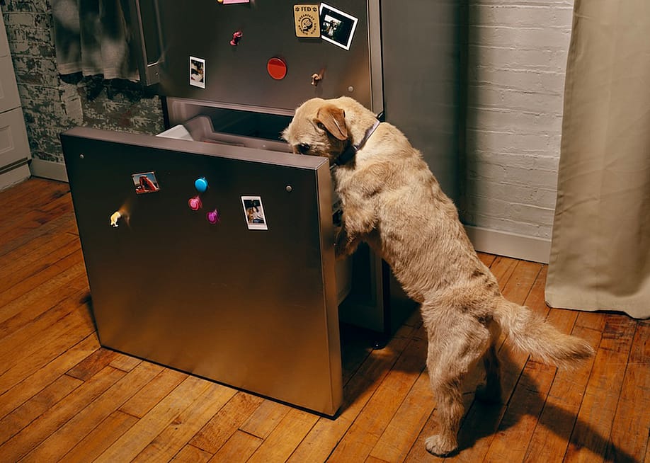 A dog looking inside a bottom drawer of a refrigerator. — Tayler Smith for Ollie
