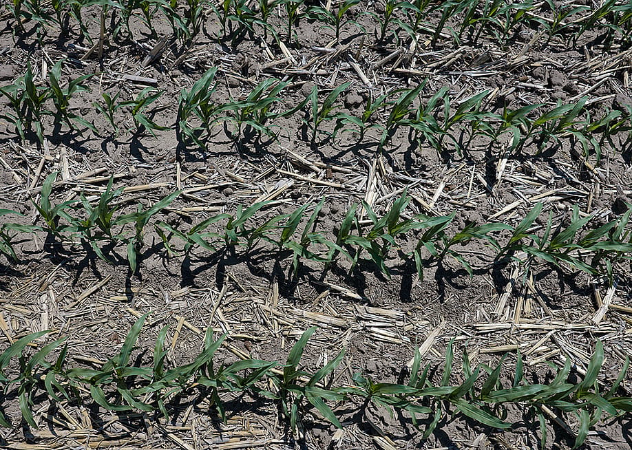An aerial view shows corn growing in an irrigated farm field near Broken Bow, Nebraska. — Scott Olson // Getty Images