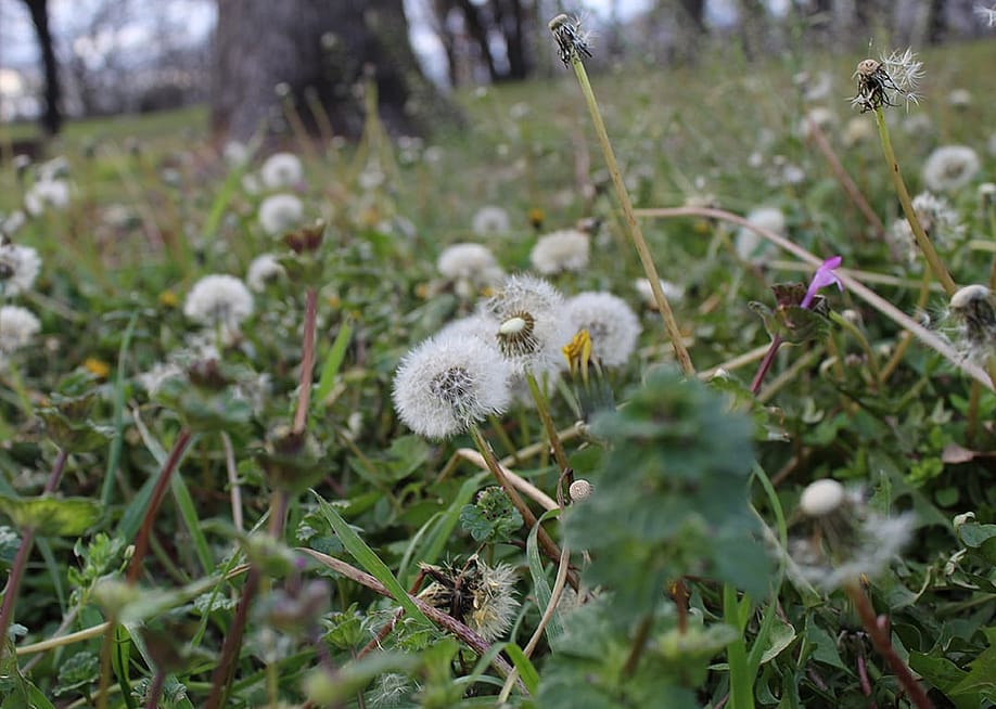Close up on dandelions on a field. — CristinL // Shutterstock